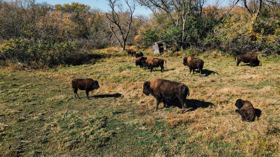 Picture of Bison hanging out at HIckory Hills Park